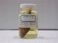 藏品(褐籃子魚)的圖片